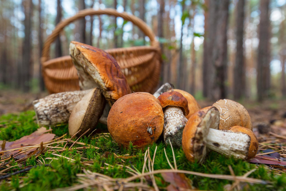 Frisch gesammelte Pilze im Wald mit Korb – 01-pilze-sammeln-foto-magnific