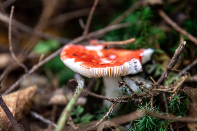 Pilze sammeln: Nahaufnahme eines Pilzes im Wald – Foto magnific Pilze sammeln im Wald – Nahaufnahme eines Pilzes, Foto von magnific
