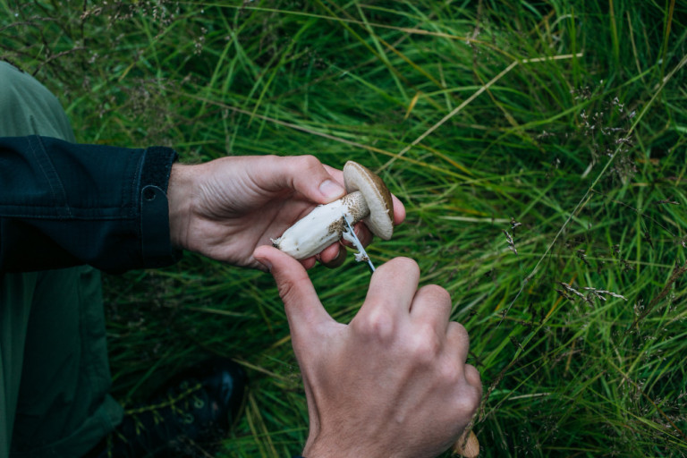 Pilze sammeln – Frisch gesammelter Pilz wird gereinigt, Foto magnific Pilze sammeln im Wald – Person reinigt frisch gesammelten Pilz, Foto von magnific