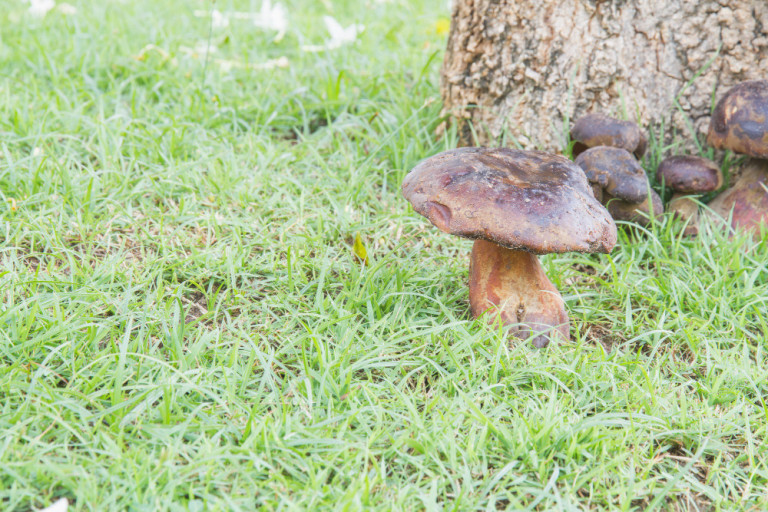 Pilze sammeln: Foto von Magnific – Pilze am Baumstamm im Gras Pilze sammeln im Wald – Foto von Magnific mit Pilzen am Baumstamm