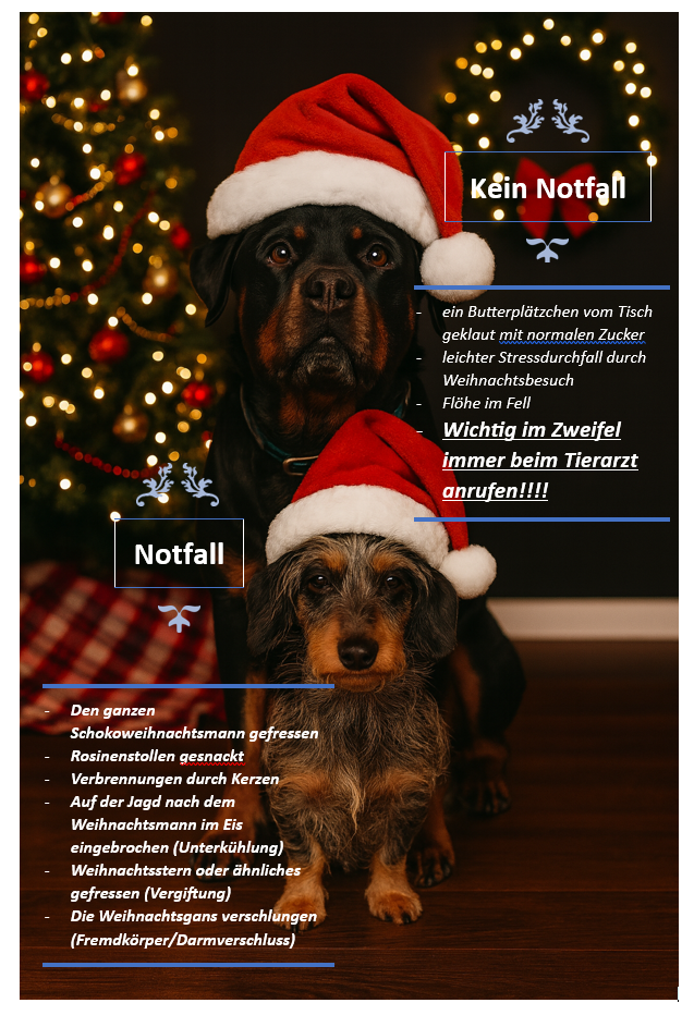 Hund mit Weihnachtsmütze vor Weihnachtsbaum – Übersicht Notfall und Kein Notfall für Haustiere an Weihnachten