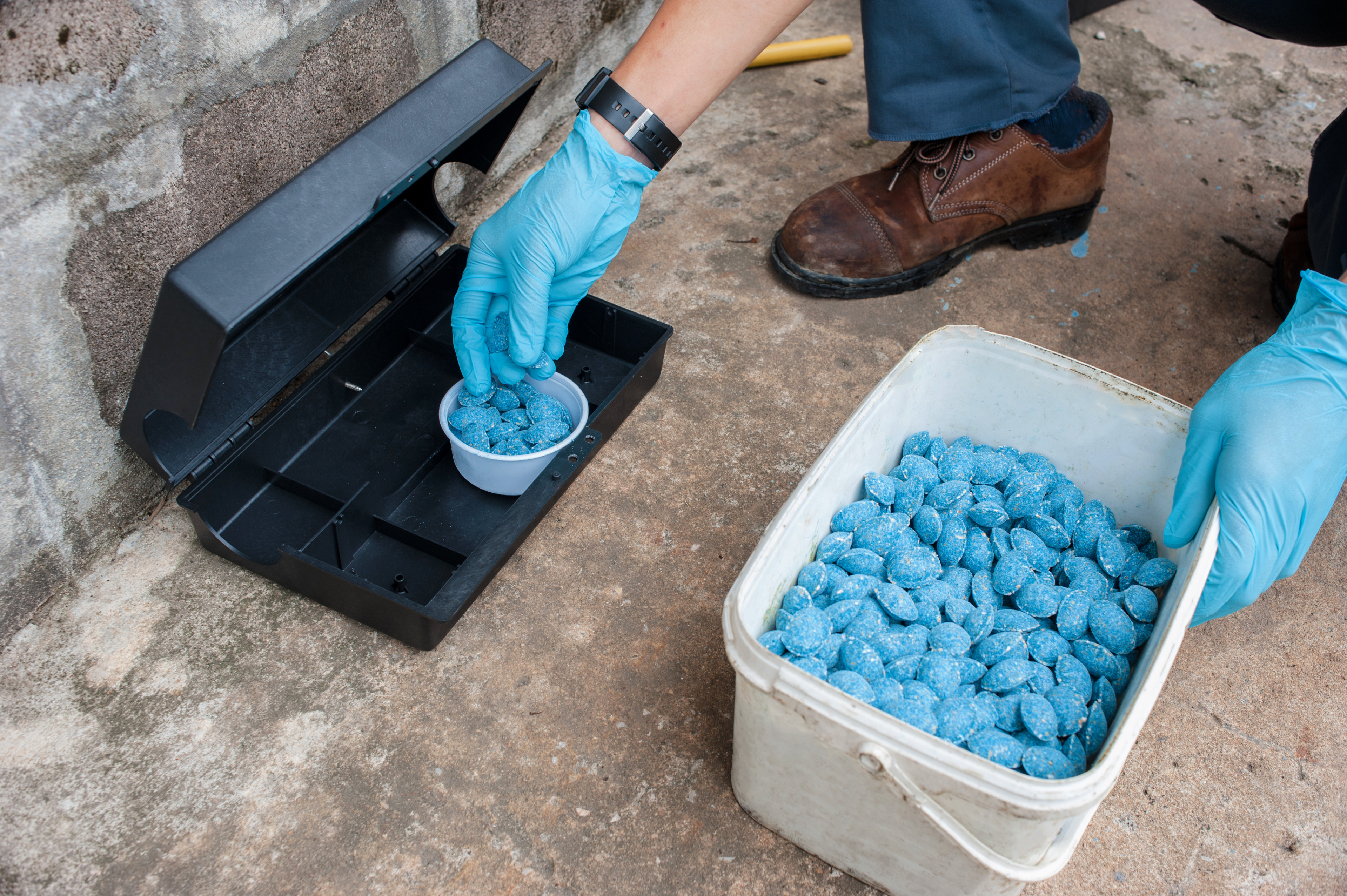 Person platziert blaue Rattenköder-Pellets in eine Köderstation