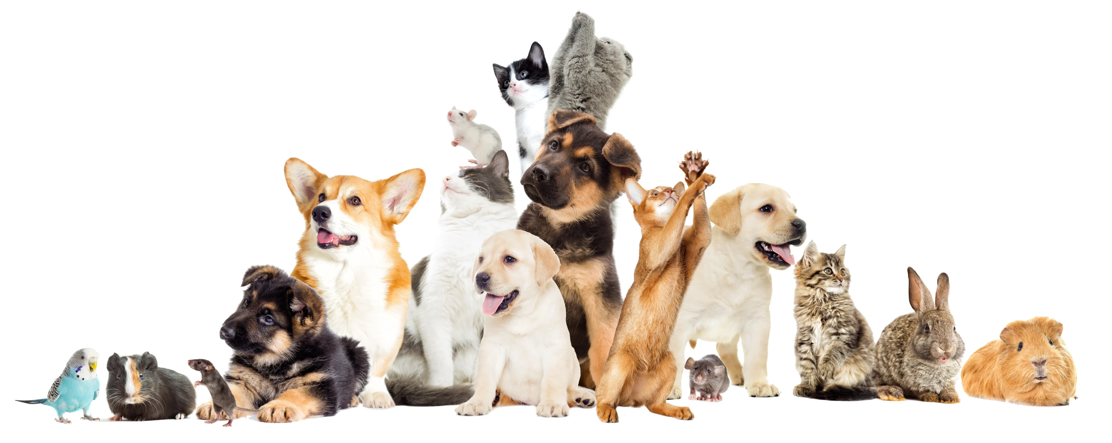 Verschiedene Haustiere: Hunde, Katzen und Nagetiere Verschiedene Haustiere wie Hunde, Katzen und Nagetiere auf weißem Hintergrund