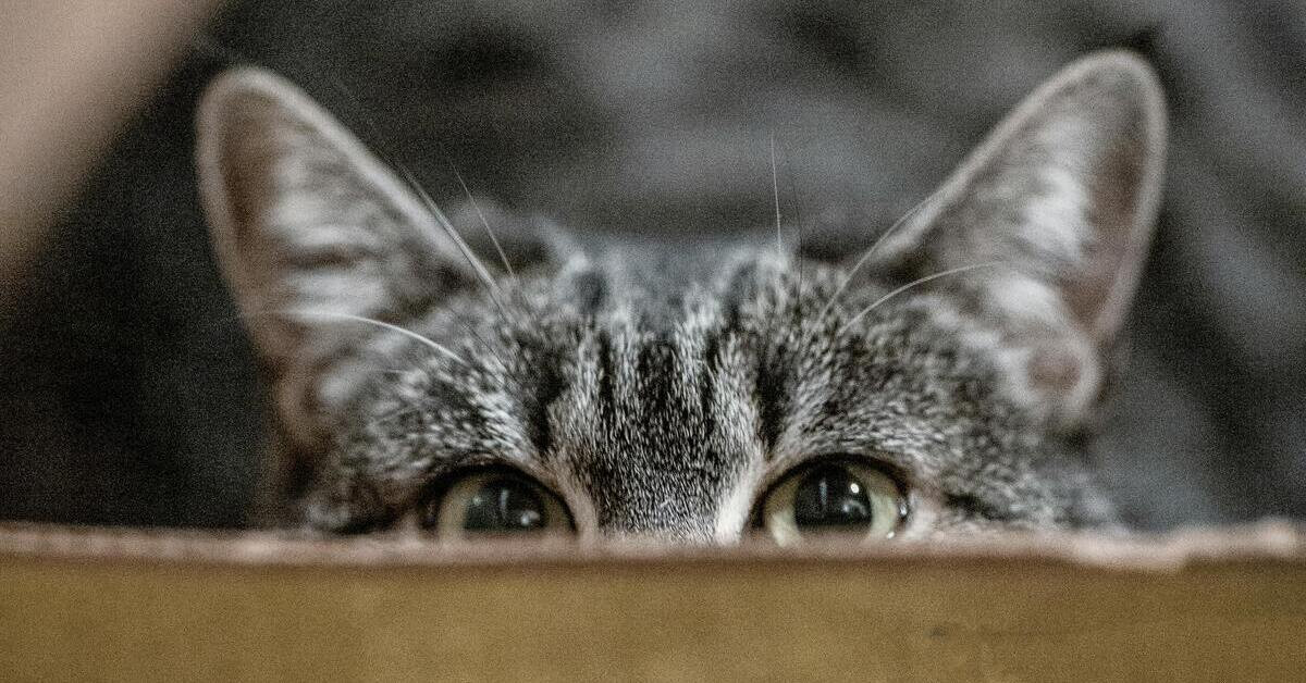 Katze im Karton während eines Umzugs – neugieriger Blick Katze schaut neugierig aus einem Karton beim Umzug hervor