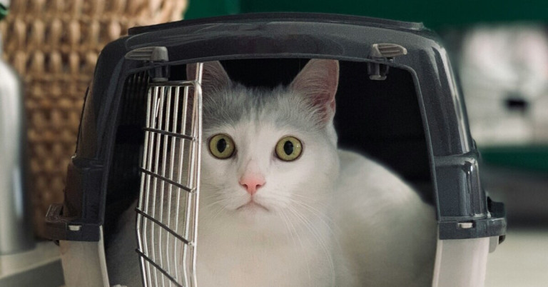 Katze in Transportbox – sicherer Transport für Haustiere Weiße Katze in einer Transportbox