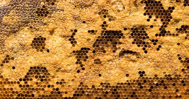 Bienenwaben – Detailansicht einer natürlichen Honigwabe Nahaufnahme von Bienenwaben mit gelbem Wachs und sechseckigen Zellen