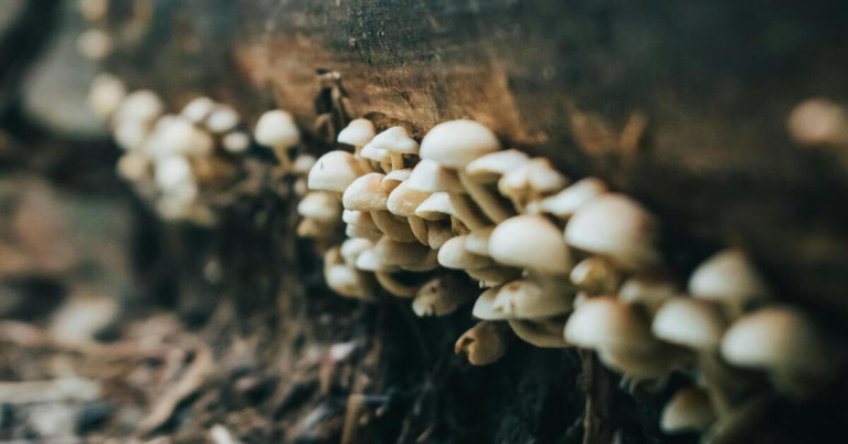 Pilze wachsen an Holzstamm im Wald