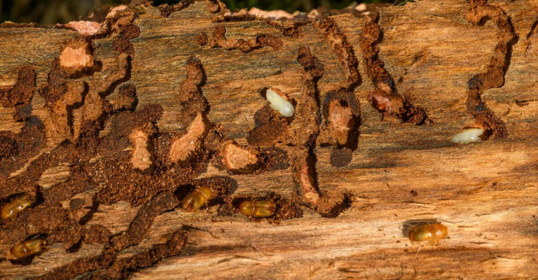Von Insekten zerfressenes Holz mit Fraßspuren und Larven