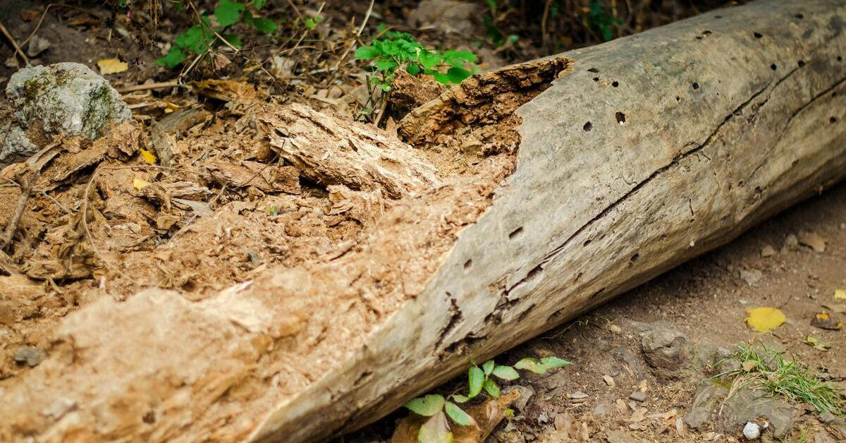 Zerfallendes Holz im Wald, Nahaufnahme eines morschen Baumstamms