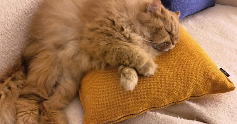 Gemütliche Katze schläft entspannt auf einem gelben Kissen