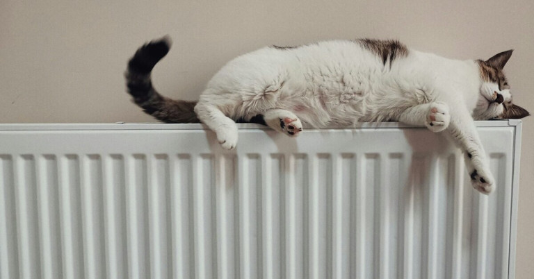 Katze liegt entspannt auf einem Heizkörper
