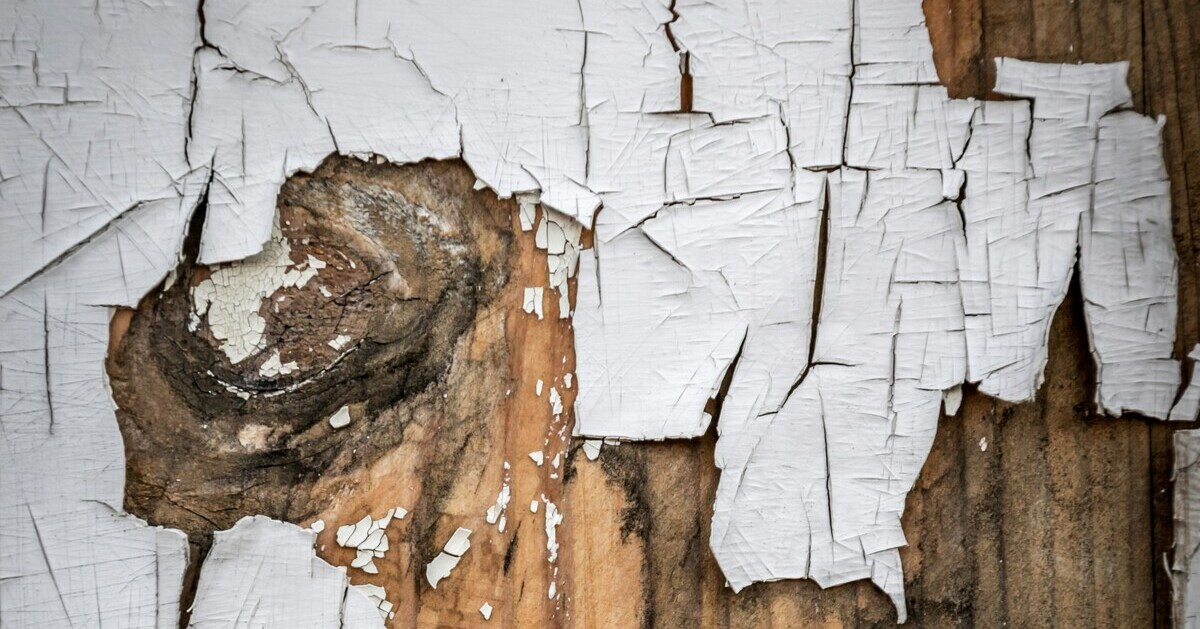 Farbe blättert vom Holz ab – Detailaufnahme von abgeplatzter weißer Farbe auf Holzoberfläche