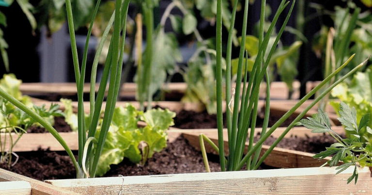 Gemüsepflanzen im Hochbeet, frische grüne Pflanzen im Garten