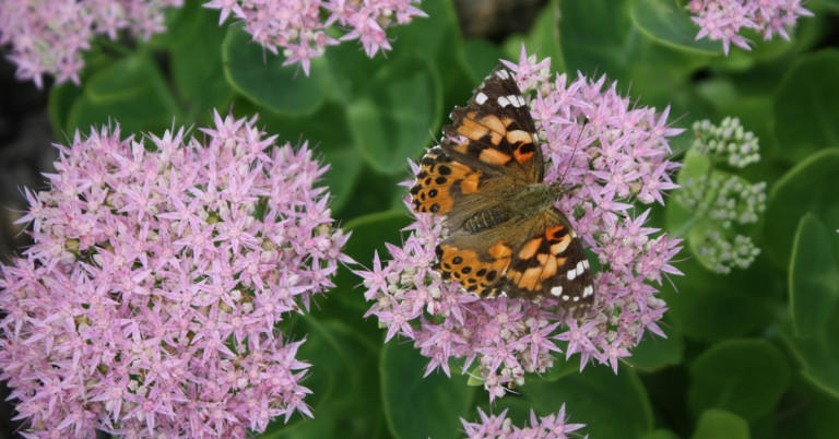 Schmetterling auf Fetthenne Sedum Blüte in Nahaufnahme