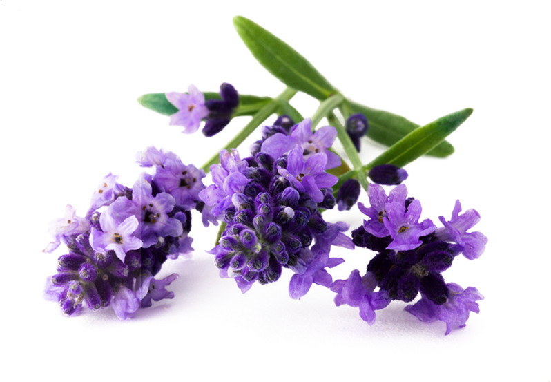 Lavendelblüten mit grünen Blättern