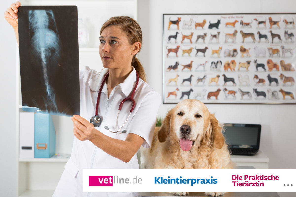 Tierärztin untersucht Röntgenbild eines Hundes in der Kleintierpraxis