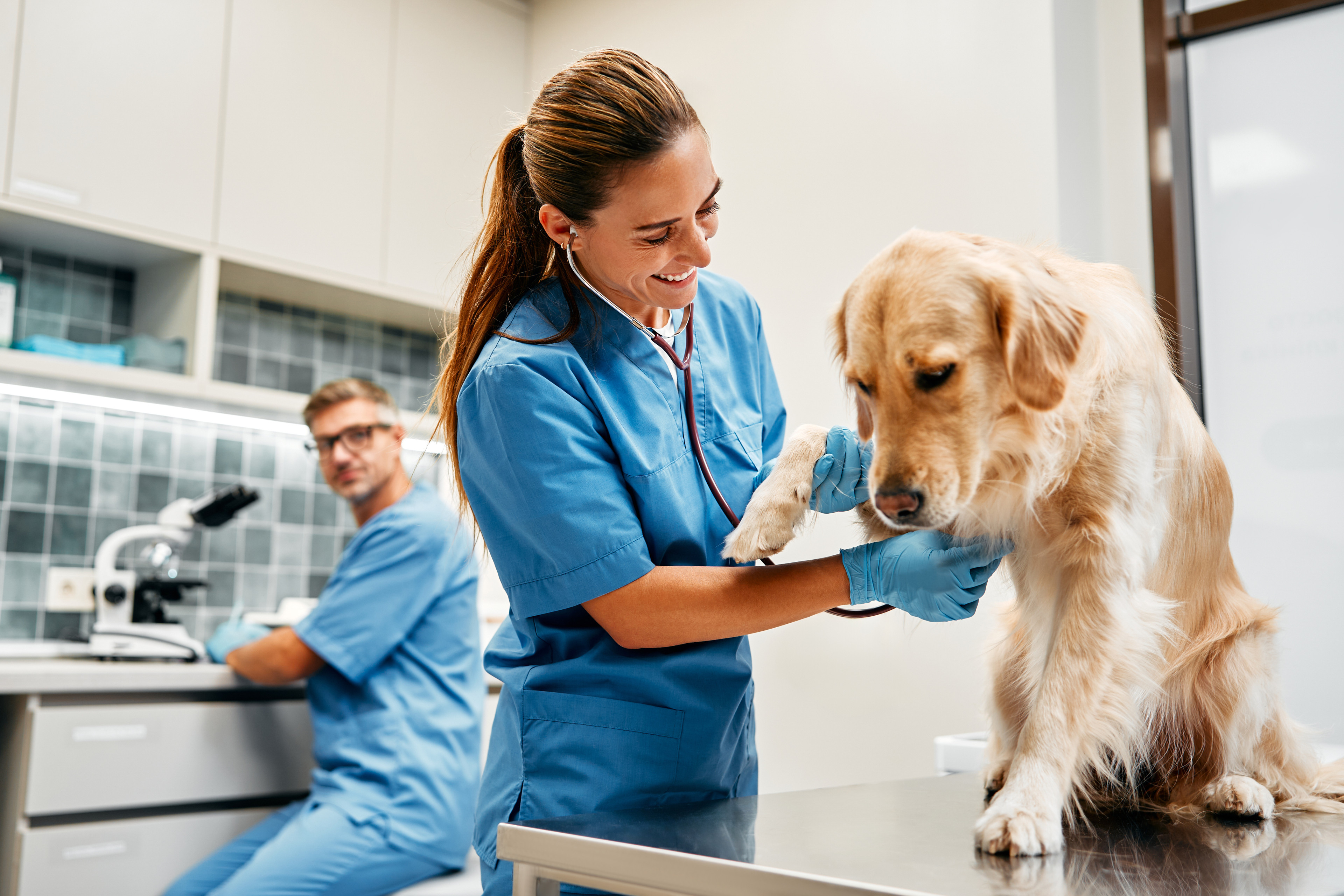 Tierärztin untersucht Hund in moderner Tierarztpraxis