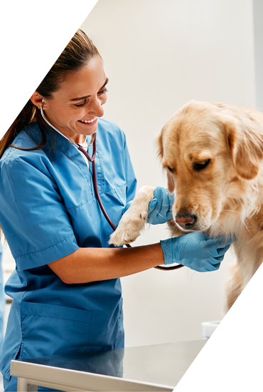 Tierarzt untersucht Hund in moderner Tierarztpraxis – Veterinärbranche