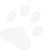 Pfotenabdruck – Symbol einer Hundepfote als Grafik Pfotenabdruck Symbol – schwarze Hundepfote auf weißem Hintergrund