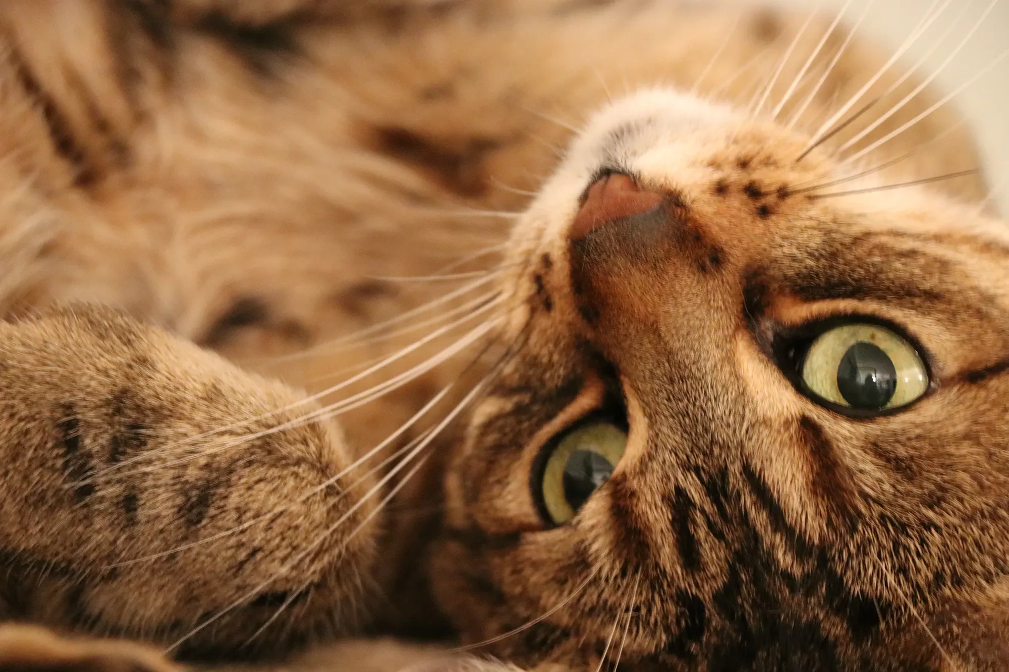 Praxiskatze Tequila – entspannte Katze in der Praxis Praxiskatze Tequila liegt entspannt und schaut in die Kamera