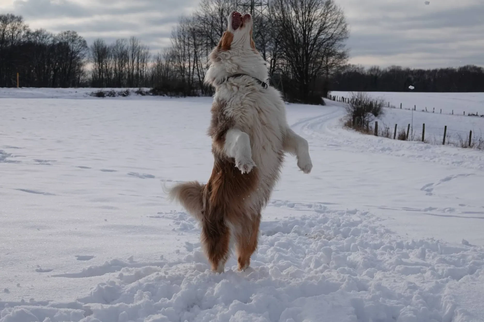Praxishund Melbourne beim Spielen im Schnee Praxishund Melbourne springt spielerisch im Schnee auf einem verschneiten Feld