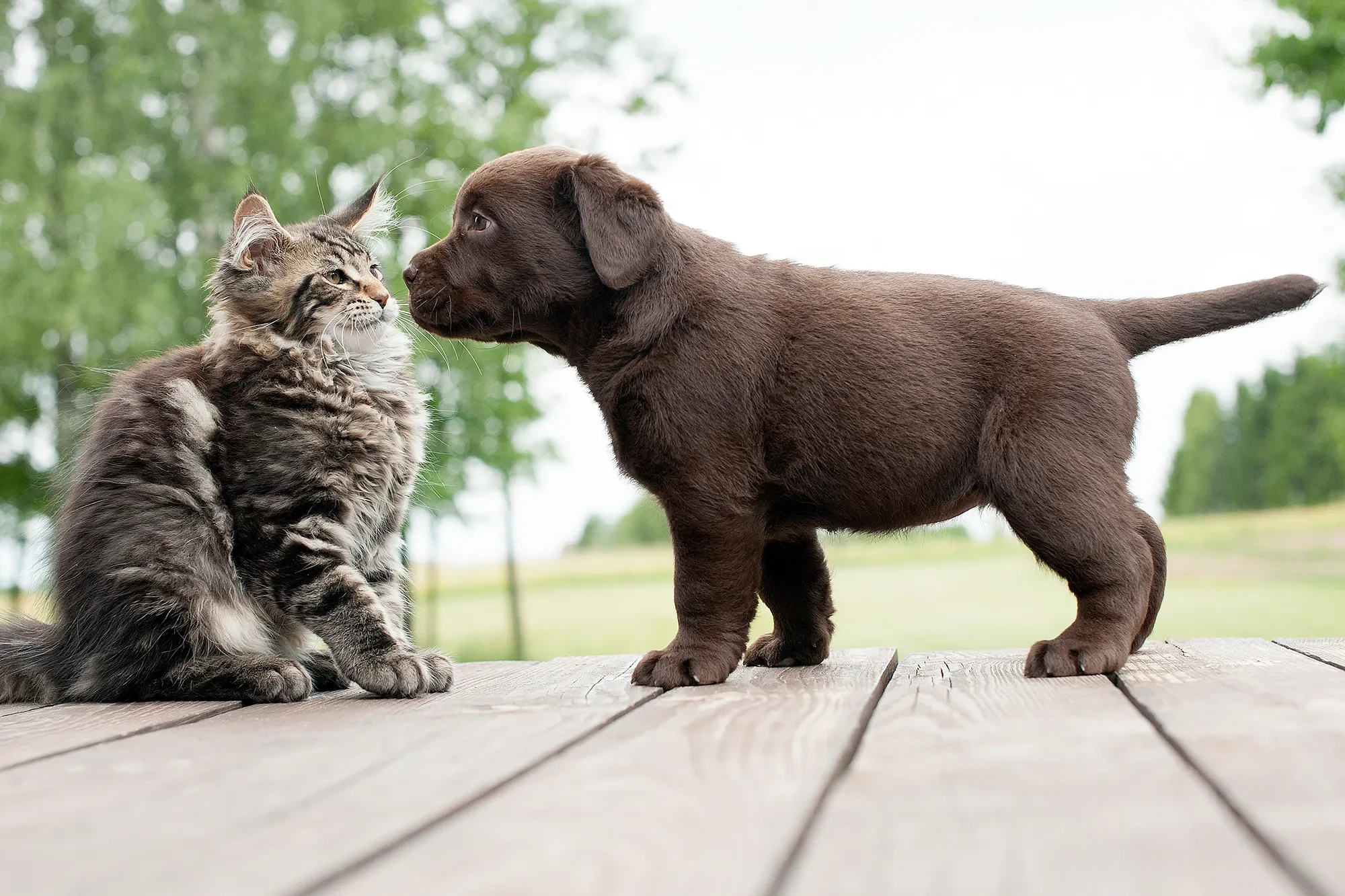 Hund und Katze Nase an Nase – niedliche Begegnung auf einer Terrasse Hund und Katze berühren sich mit den Nasen auf einer Holzterrasse im Freien