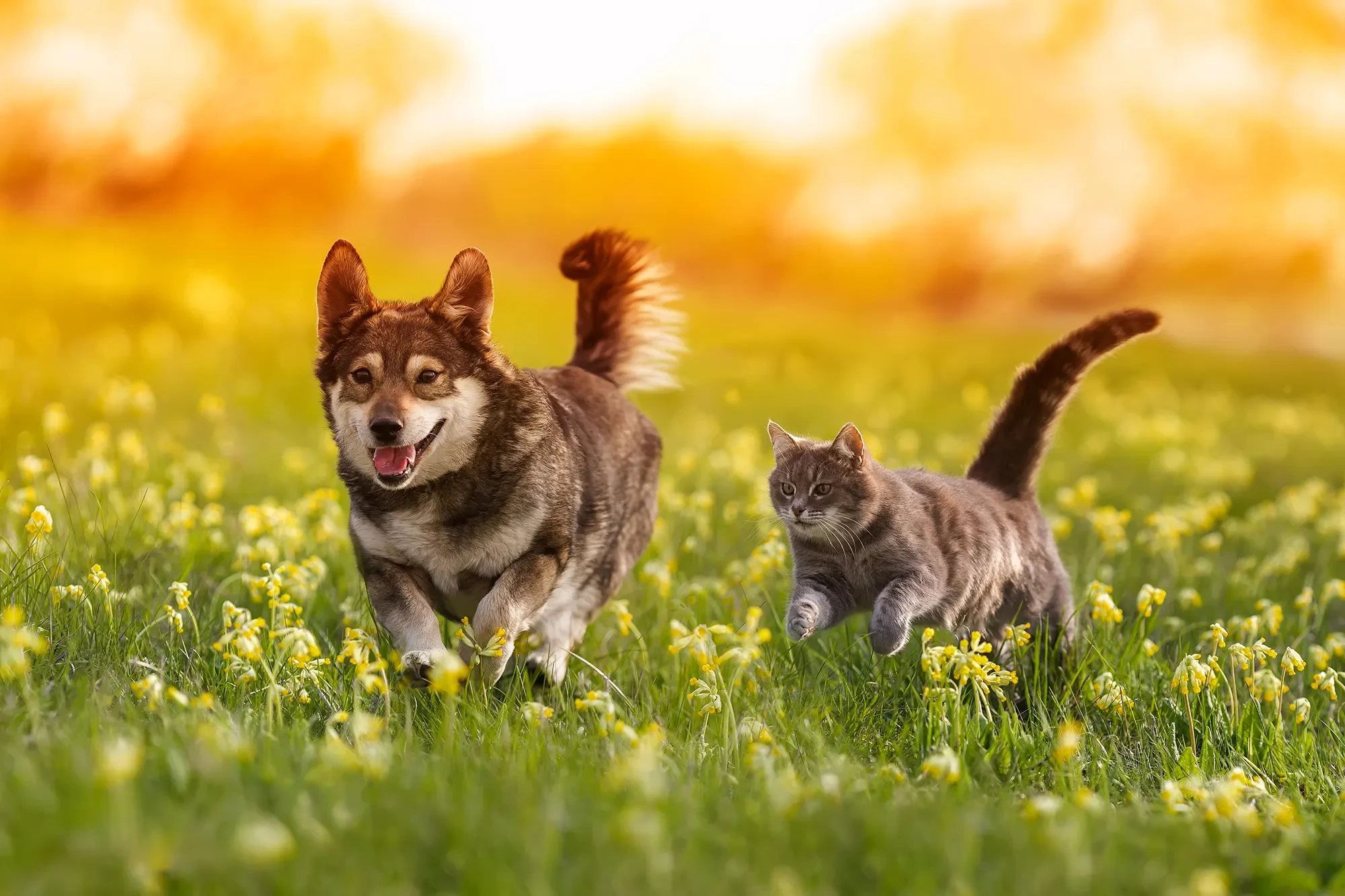 Hund und Katze beim Sprung auf einer blühenden Wiese im Sonnenuntergang Hund und Katze springen gemeinsam auf einer Wiese bei Sonnenuntergang