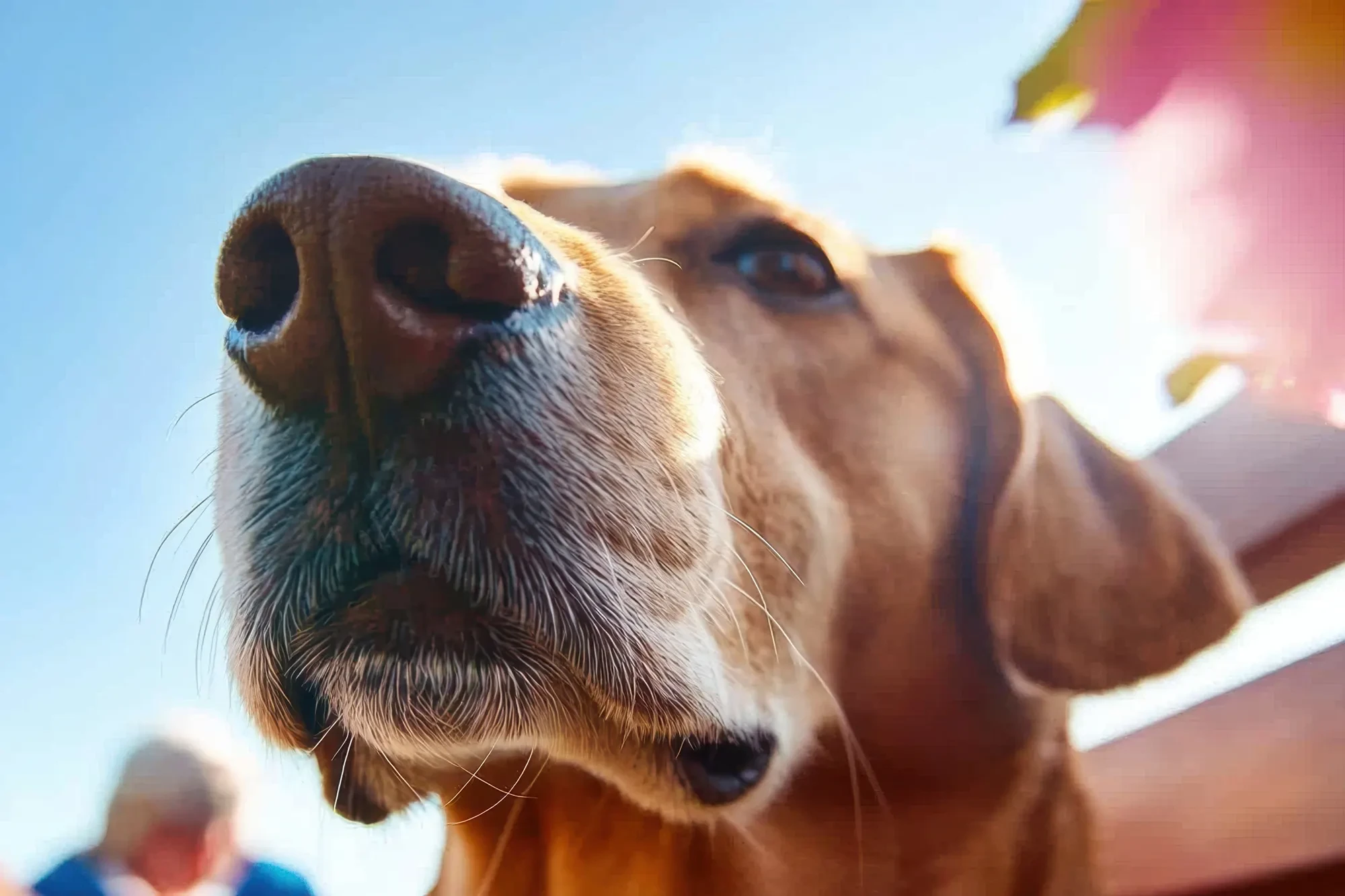 Headerbild Geriatrie – Hund als Begleiter in der Altenpflege