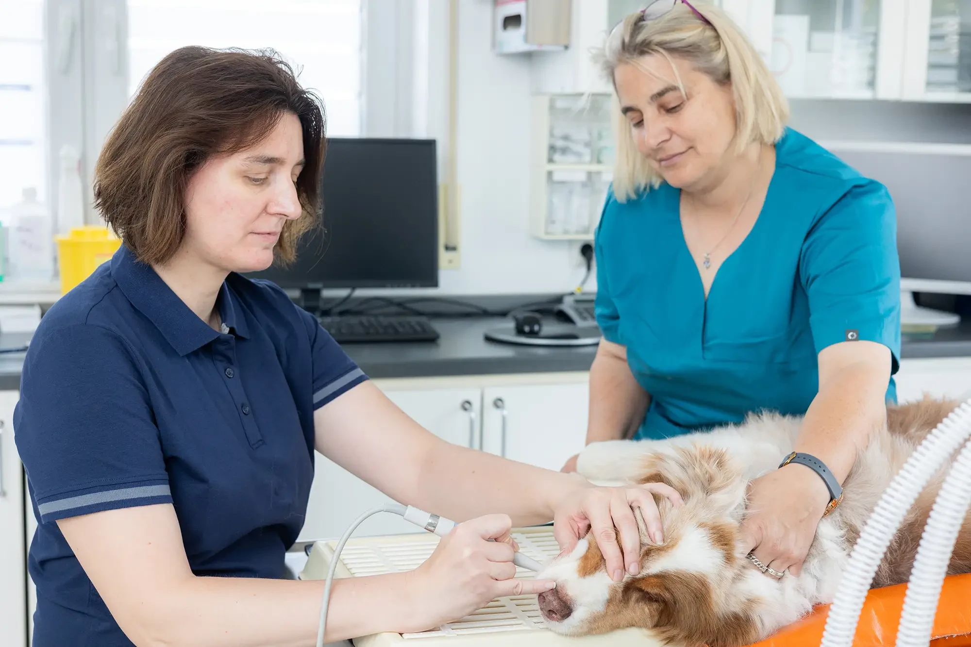 Hundebehandlung in der Fachtierarztpraxis für Kleintiere Dr. Daniela Galke Behandlung eines Hundes in der Fachtierarztpraxis für Kleintiere Dr. Daniela Galke