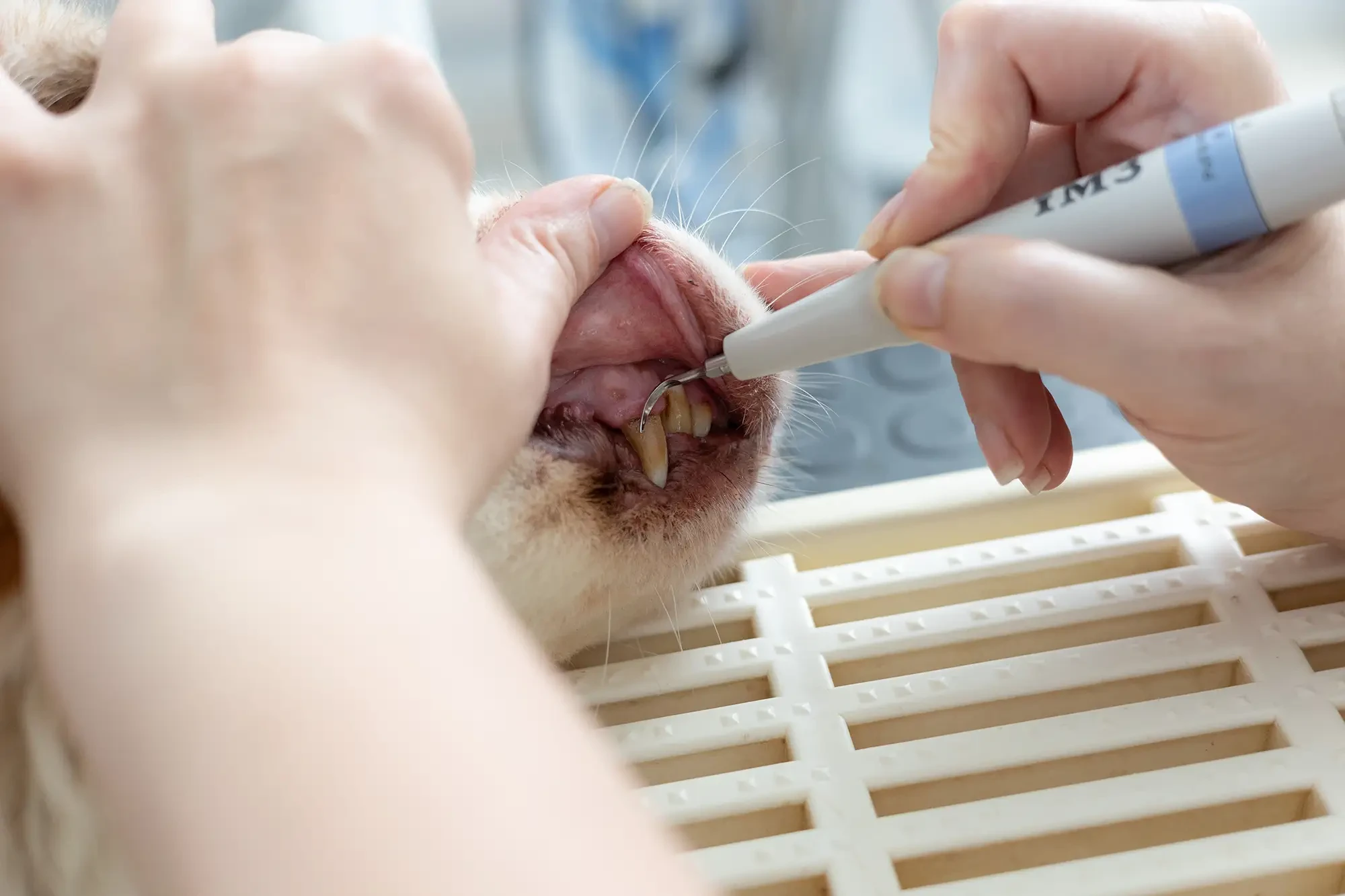 Zahnbehandlung bei einer Katze in der Fachtierarztpraxis für Kleintiere Dr. Daniela Galke Zahnbehandlung bei einer Katze in der Fachtierarztpraxis für Kleintiere Dr. Daniela Galke