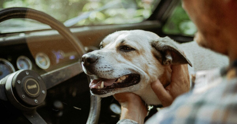 Glücklicher Hund im Auto wird gestreichelt