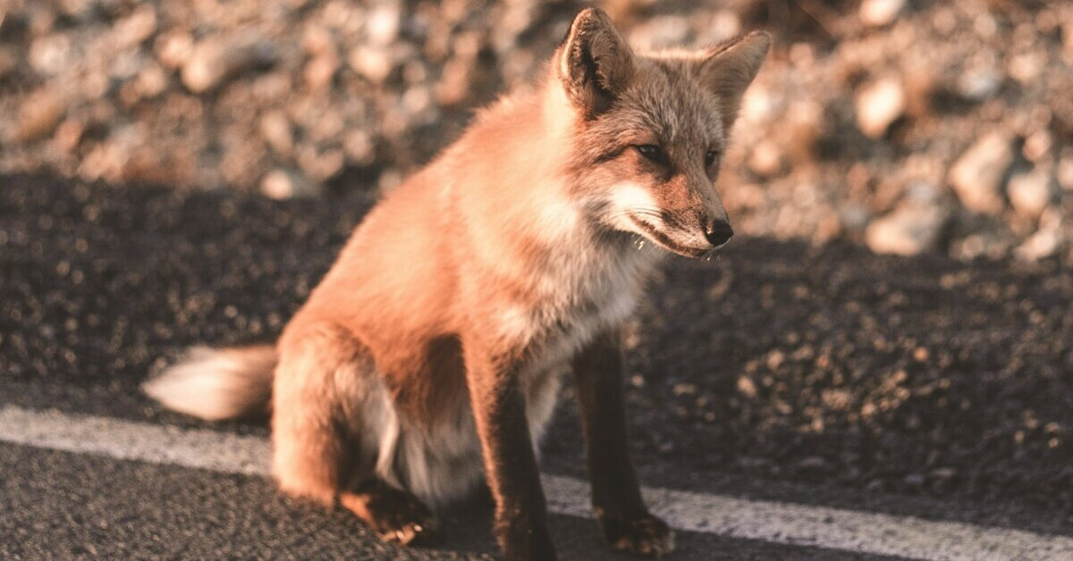Fuchs an Straße – Wildtier am Straßenrand
