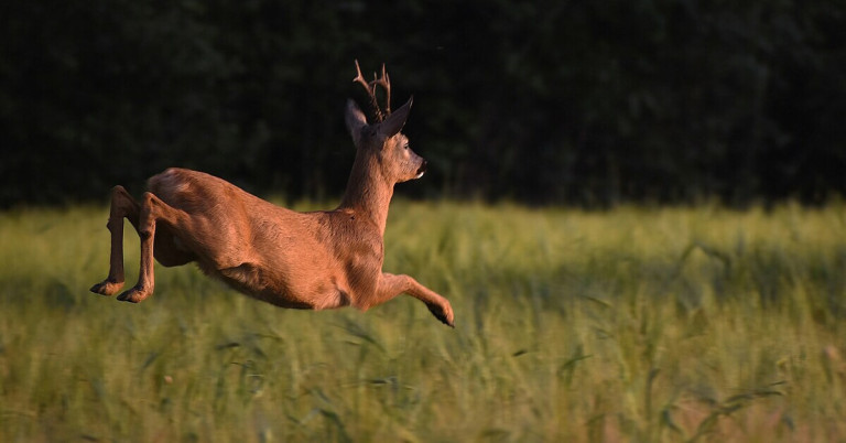 Springendes Reh auf einer Wiese in der Natur