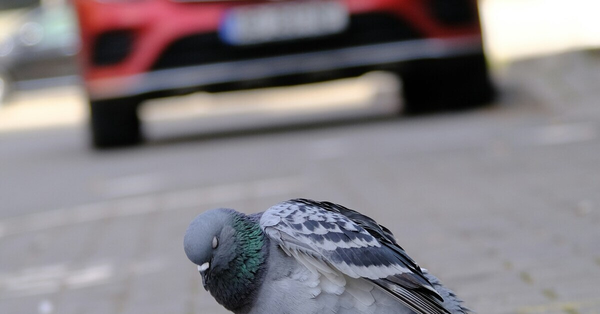 Taube sitzt vor einem Auto auf der Straße