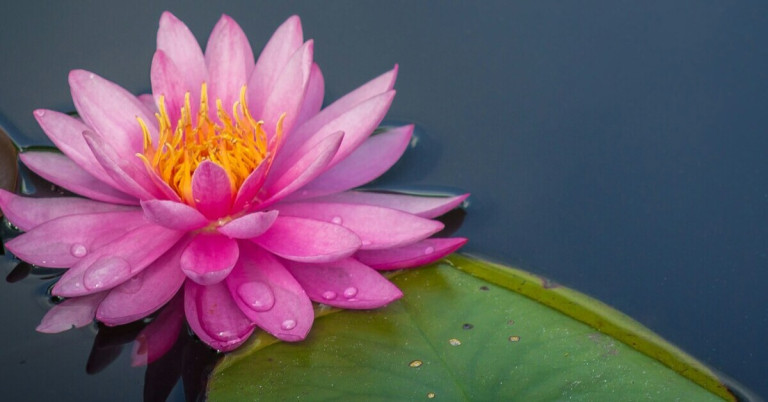 Lotusblüte mit abperlendem Wasser auf einem grünen Blatt im Teich