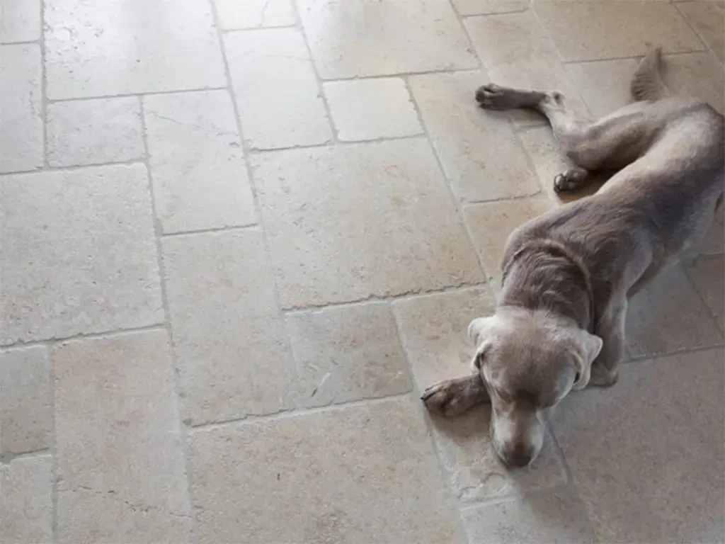 Hund liegt auf hellen Natursteinfliesen im Innenbereich