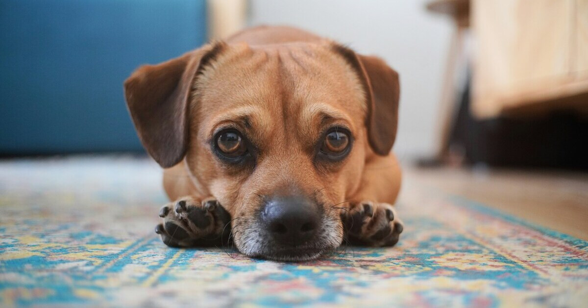 Hund Detail – Nahaufnahme eines liegenden Hundes auf Teppich Detailaufnahme eines Hundes, liegend auf einem bunten Teppich