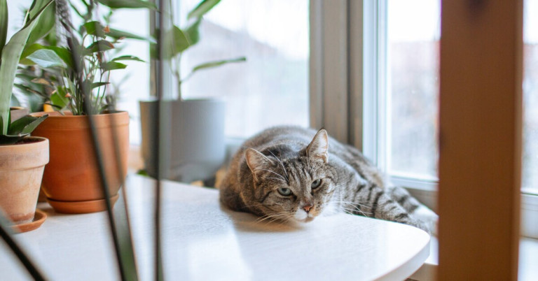 Katze in Wohnung am Fensterbrett – entspannte Hauskatze Graue Katze liegt entspannt in einer Wohnung am Fensterbrett