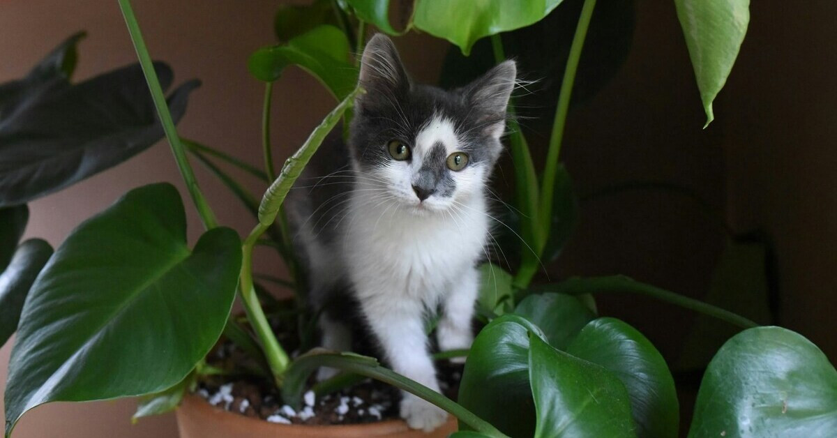 Katzenbaby im Baum – niedliches Kätzchen zwischen Blättern Katzenbaby im Baum zwischen grünen Blättern