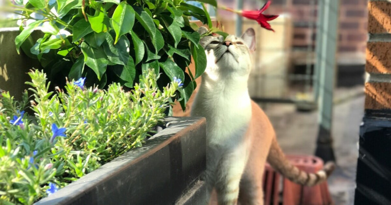 Katze auf Terrasse bei Pflanzen im Sonnenlicht Katze auf Terrasse schnuppert an einer Pflanze im Sonnenschein