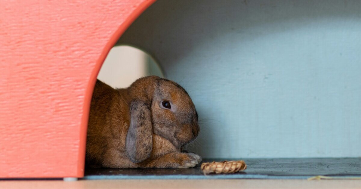 Kaninchen entspannt in seinem Haus Kaninchen in einem Haus liegend