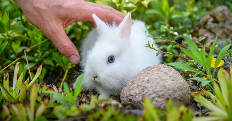 Weißes Kaninchen auf Wiese – Kaninchen wird gestreichelt Weißes Kaninchen auf einer Wiese neben einem Stein, wird von einer Hand gestreichelt