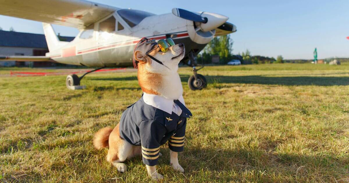 Flauschiger Hund als Pilot verkleidet mit Sonnenbrille und Uniform vor einem Flugzeug