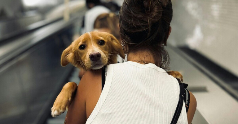 Ängstlicher Hund auf Rolltreppe wird von Frau getragen