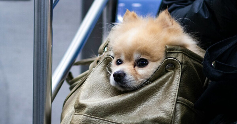 Kleiner Hund sitzt in einem Rucksack und schaut heraus