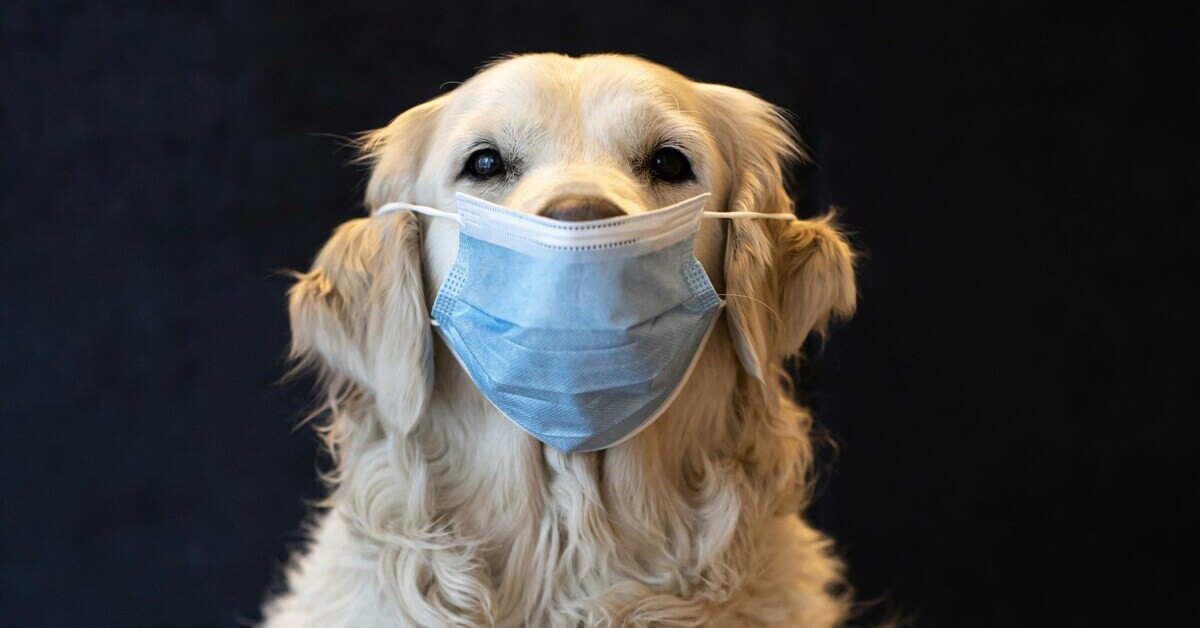 Golden Retriever trägt eine Gesichtsmaske Golden Retriever mit medizinischer Gesichtsmaske