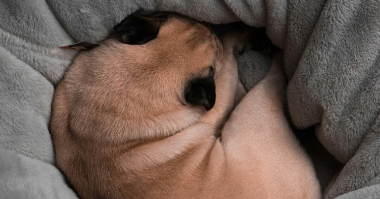 Kleiner Mops schlafend eingerollt auf einer weichen Decke Kleiner Mops liegt eingerollt und schläft auf einer Decke