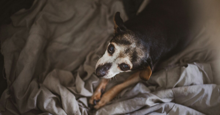 Kleiner Hunde-Senior entspannt auf einer Decke Kleiner Hunde-Senior liegt auf einer Decke und ruht sich aus