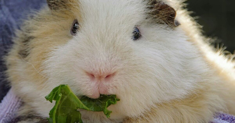 Meerschweinchen beim Kauen von Grünzeug Meerschweinchen kaut frisches Grünzeug