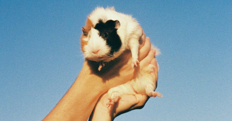 Meerschweinchen vor blauem Himmel – niedliches Haustier in der Hand Meerschweinchen vor blauem Himmel in einer Hand gehalten
